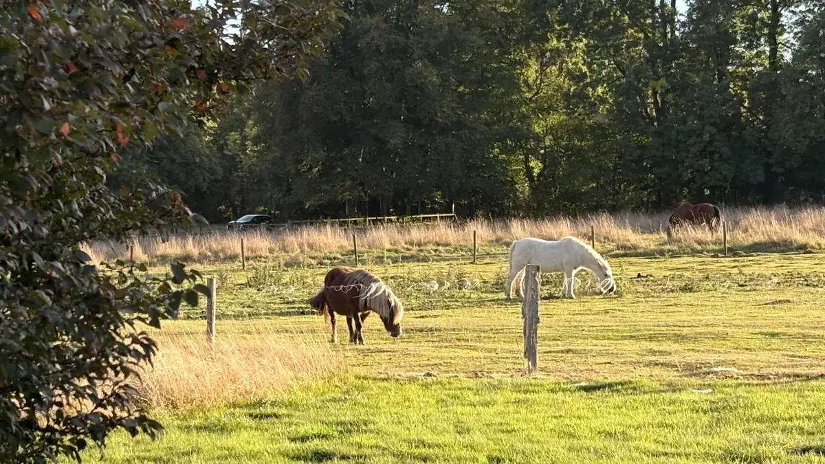 Des chevaux dans la prairie voisine, au fond du jardin
