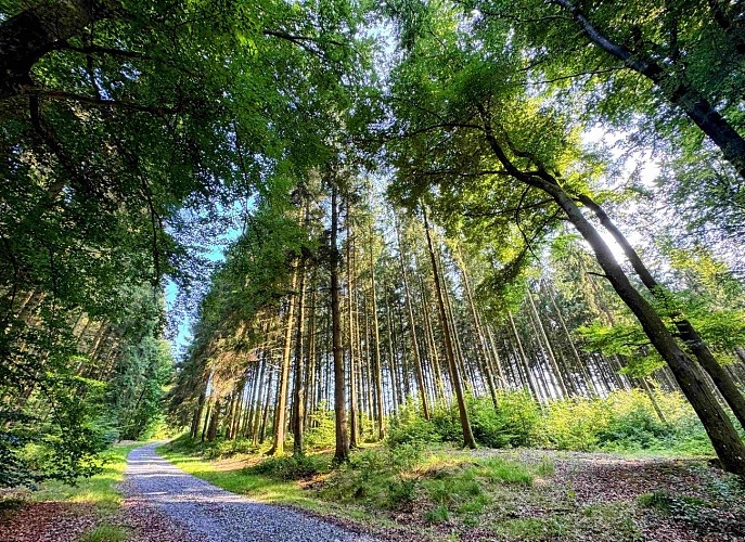 Un chemin forestier dans les bois de Freux