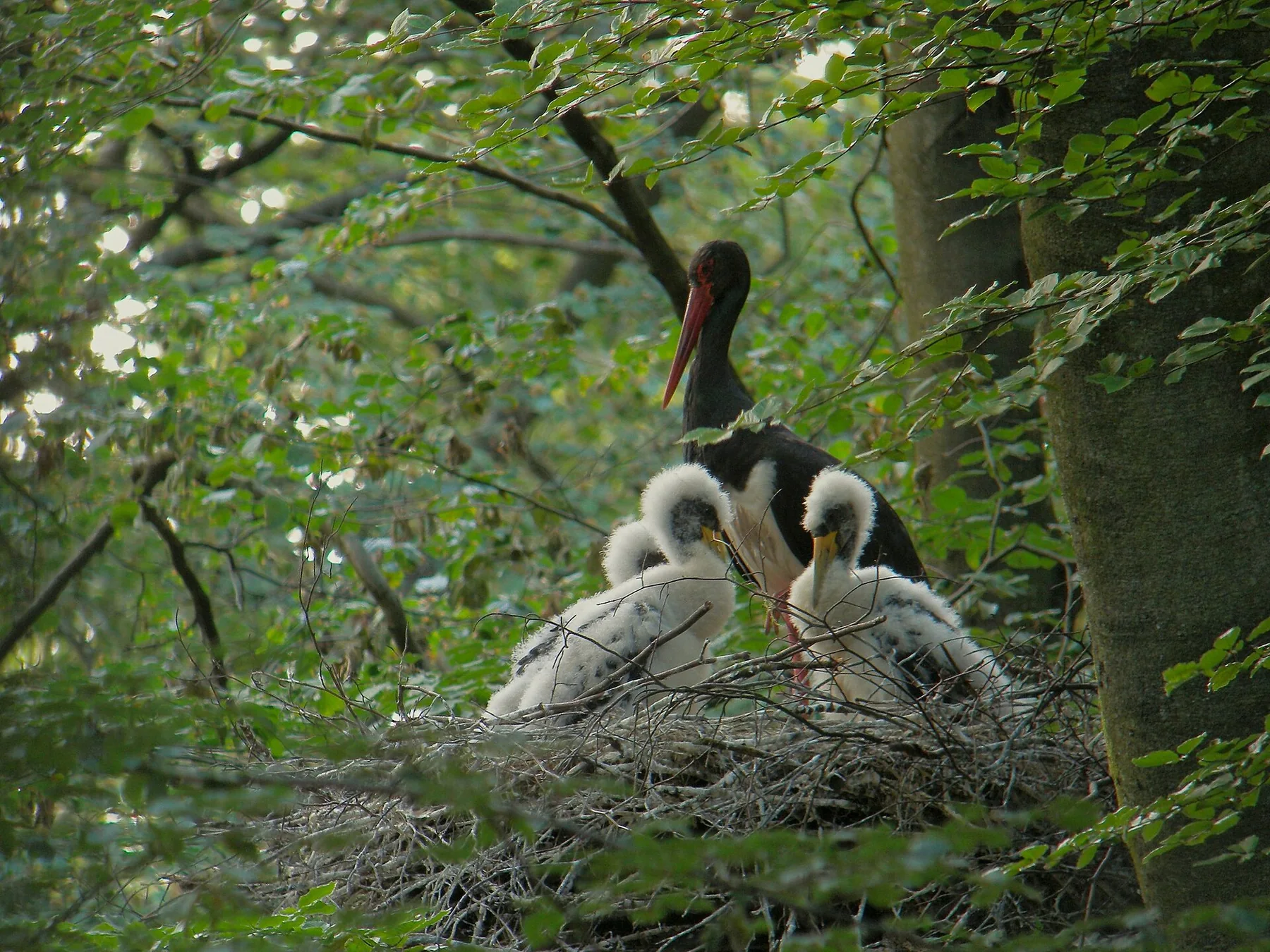 Une cigogne noire avec ses jeunes dans les Ardennes belges